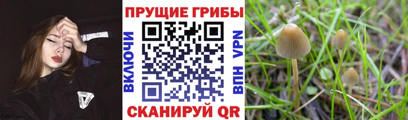 ссылка на мегу tor  Новосиль  Псилоцибиновые грибы мицелий 
